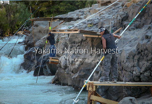 Yakama Nation Harvest