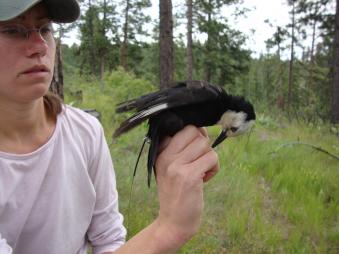 Female White-headed Woodpecker preparing to be released with transmitter.