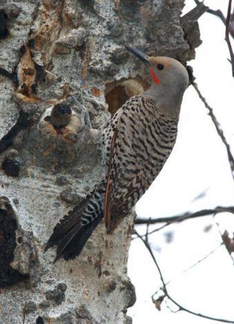 Male Northern Flicker at nest cavity in aspen