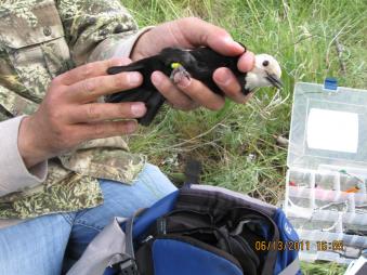 color-banded female White-headed Woodpecker