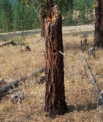 White-headed Woodpecker nest snag