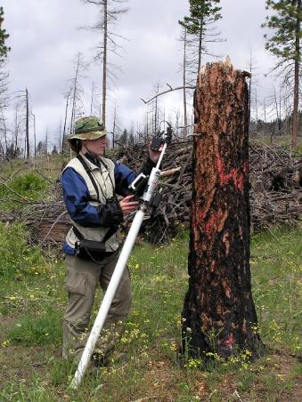 Technician monitoring Western Bluebird nest contents with a Treetop Peeper IV nest camera