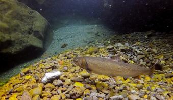 Adult Yakima Bull Trout Courtesy Zach Mays (YN)