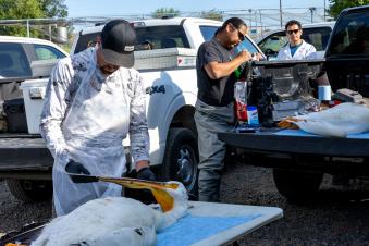 American White Pelican Diet Study Workup