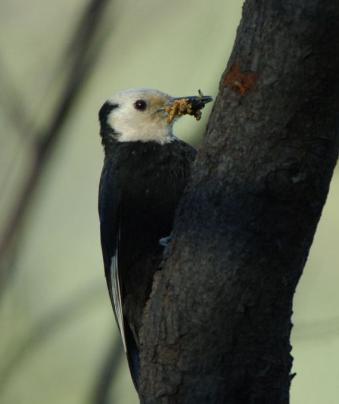 White-headed Woodpecker with spruce budworm larvae