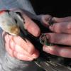 color-banded male White-headed Woodpecker