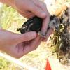 Male White-headed Woodpecker nestling with color bands