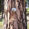 White-headed Woodpecker nest cavity with wooden plug reinserted after banding nestlings