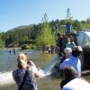 Sockeye being released into lake