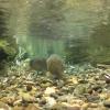 Steelhead staging on a redd in reach 1