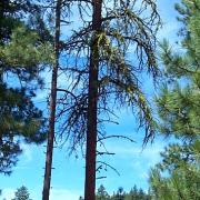 Hairy Woodpecker nest snag