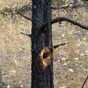 Northern Flicker nest snag