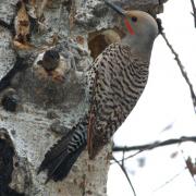 Male Northern Flicker at nest cavity in aspen