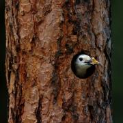 White-headed Woodpecker excavating cavity