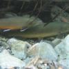 Bull trout pair