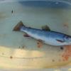 non-native Brook Trout eating eggs from spawning endangered spring chinook