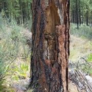 Northern Flicker nest cavity predated by a black bear