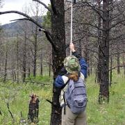 Technician inspeciting Hairy Woodpecker cavity with Tree Top Peeper IV nest camera