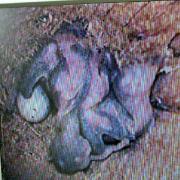 White-headed Woodpecker nestlings in cavity