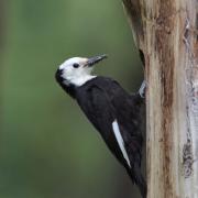 Female White-headed Woodpecker at nest cavity