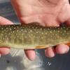 Bull trout at time of release (YN)