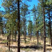 Open ponderosa pine forest where Western Bluebirds nest