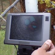 Western Bluebird eggs and nestlings on monitor of nest camera