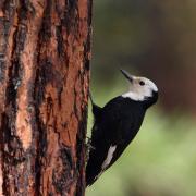 Female White-headed Woodpecker