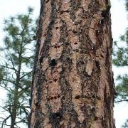 White-headed Woodpecker sap wells