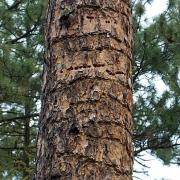 White-headed Woodpecker sap wells