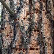 Close up of White-headed Woodpecker sap wells