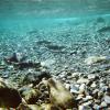 Sockeye spawning in Lake Cle Elum (Brian Saluskin, Yakama Nation Fisheries)