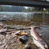 Spawned out sockeye. Above: Children view spawning salmon from bridge overlooking Cle Elum River (October 2012)