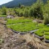 Sedge plugs grown from local seeds