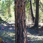 White-headed Woodpecker nest snag