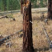 White-headed Woodpecker nest snag