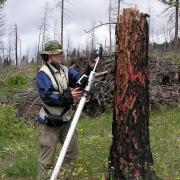 Technician monitoring Western Bluebird nest contents with a Treetop Peeper IV nest camera