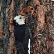 Female White-headed Woodpecker at sap wells