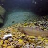 Adult Yakima Bull Trout Courtesy Zach Mays (YN)