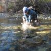 benthic invertebrate sampling in the Twisp River