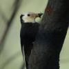 White-headed Woodpecker with spruce budworm larvae