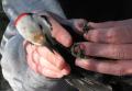 color-banded male White-headed Woodpecker
