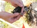 Male White-headed Woodpecker nestling with color bands