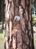White-headed Woodpecker nest cavity with wooden plug reinserted after banding nestlings