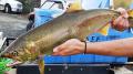 Coho (Todd Newsome, YN, 2019)