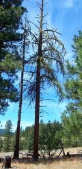 Hairy Woodpecker nest snag
