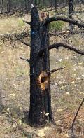 Northern Flicker nest snag