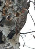 Male Northern Flicker at nest cavity in aspen