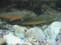 Bull trout pair