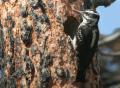 Hairy Woodpecker at nest cavity